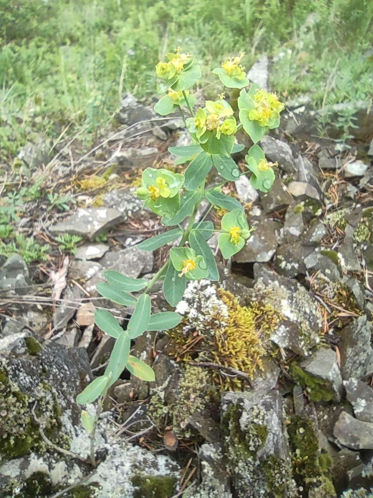 Слика од Euphorbia caesia Kar. & Kir.