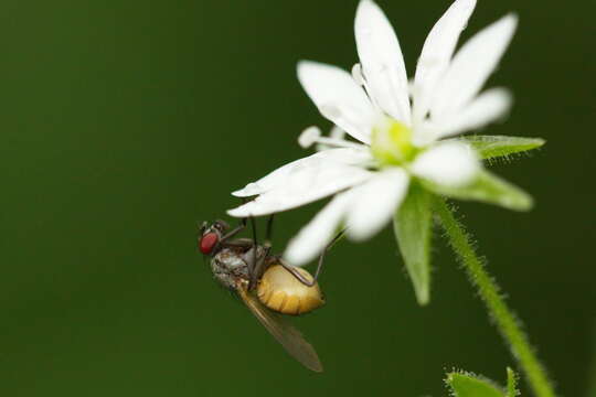 Слика од Thricops semicinereus (Wiedemann 1817)
