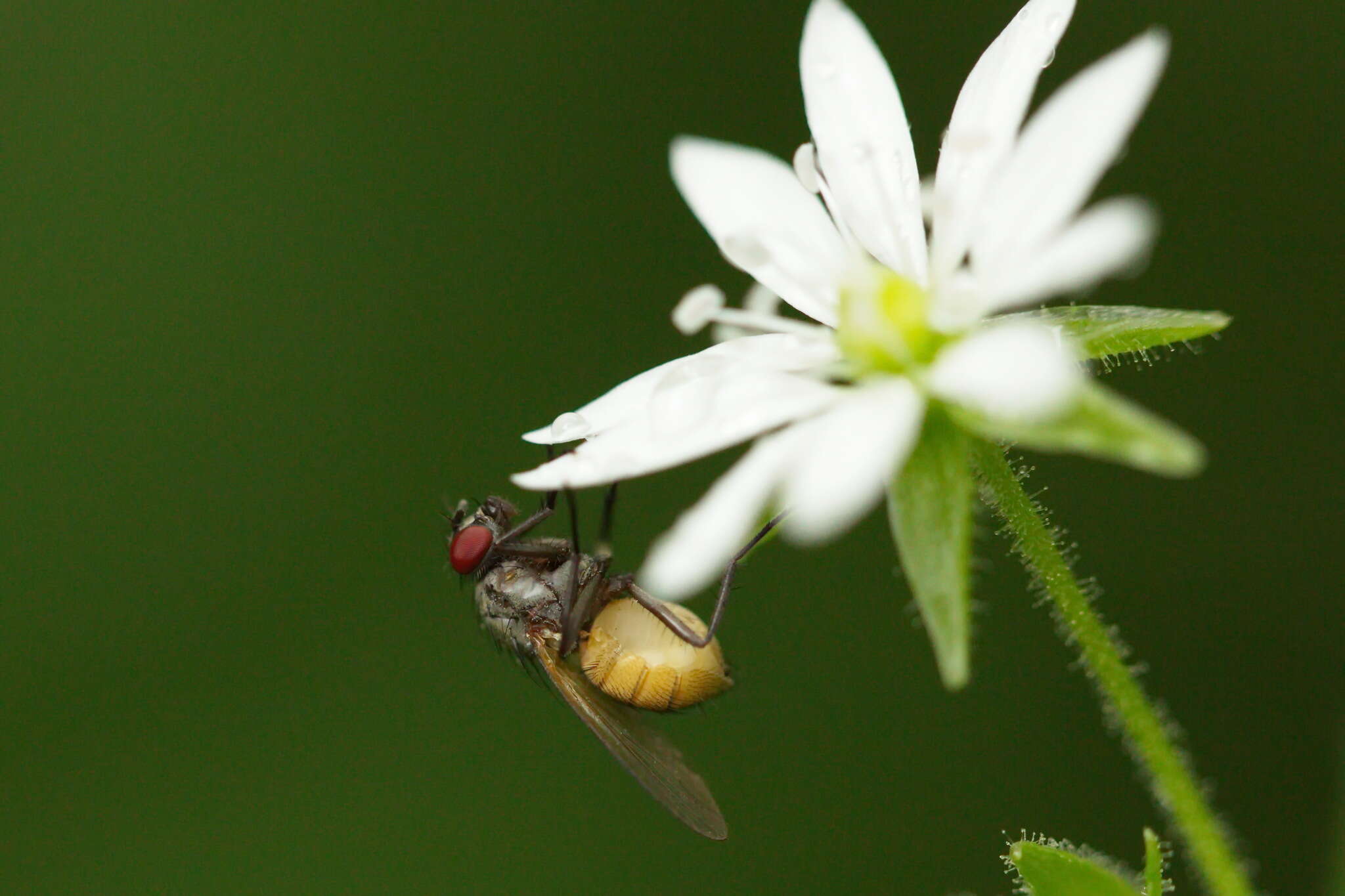 Sivun Thricops semicinereus (Wiedemann 1817) kuva