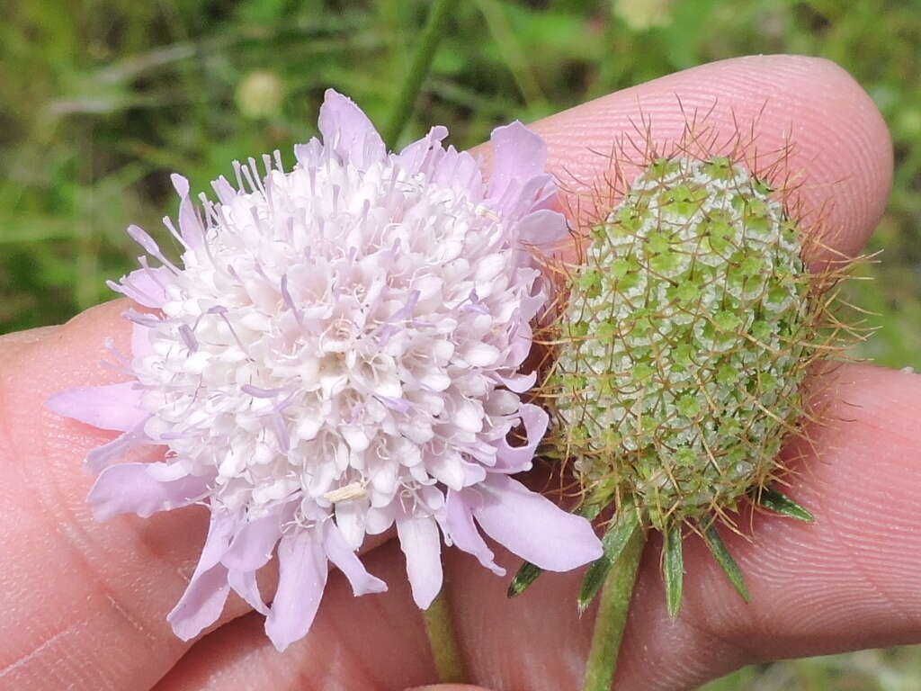 Image of Sixalix atropurpurea (L.) W. Greuter & Burdet