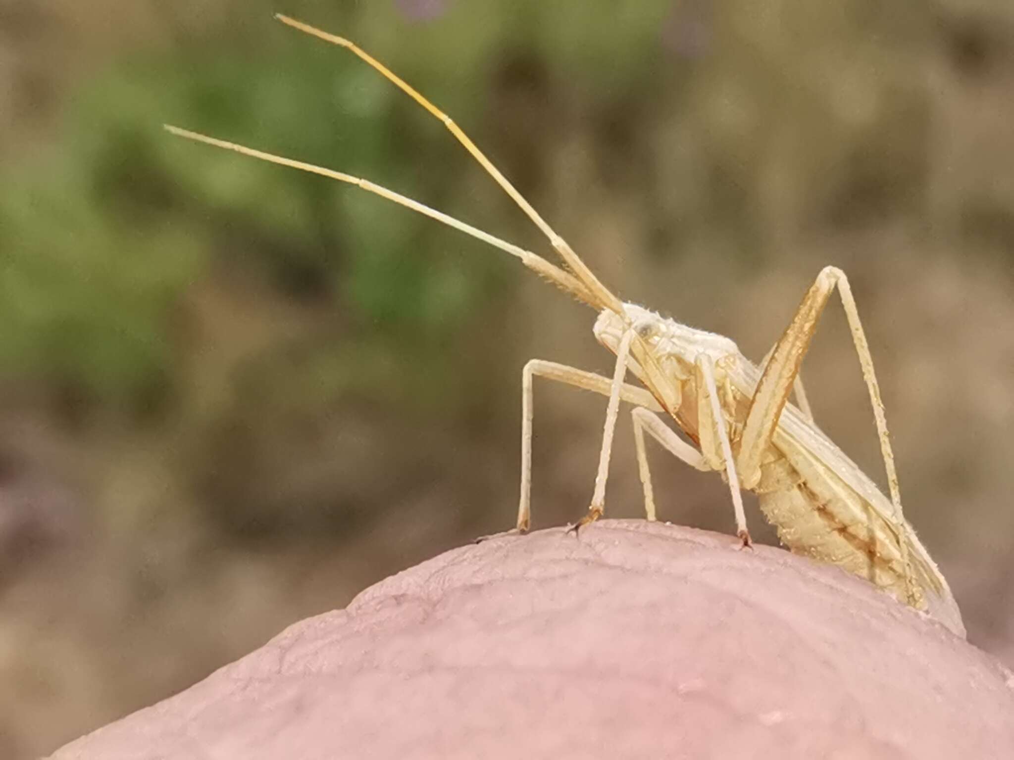 Image of Miridius longiceps Wagner 1955