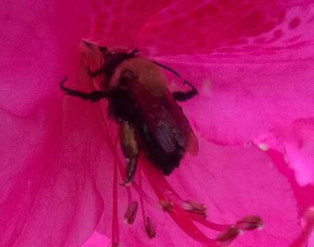 Image of Blueberry Habropoda