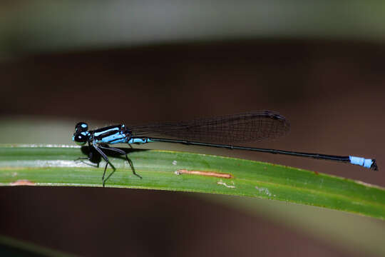 Image of Acanthagrion trilobatum Leonard 1977