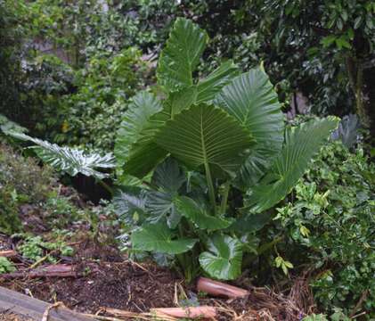 Imagem de Alocasia macrorrhizos (L.) G. Don