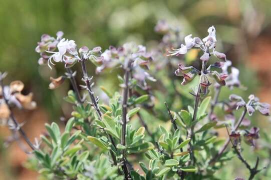 Imagem de Ocimum burchellianum Benth.