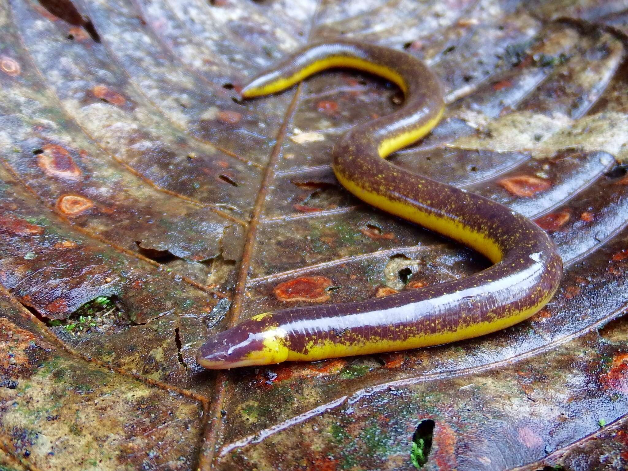 Image of neotropical tailed caecilians