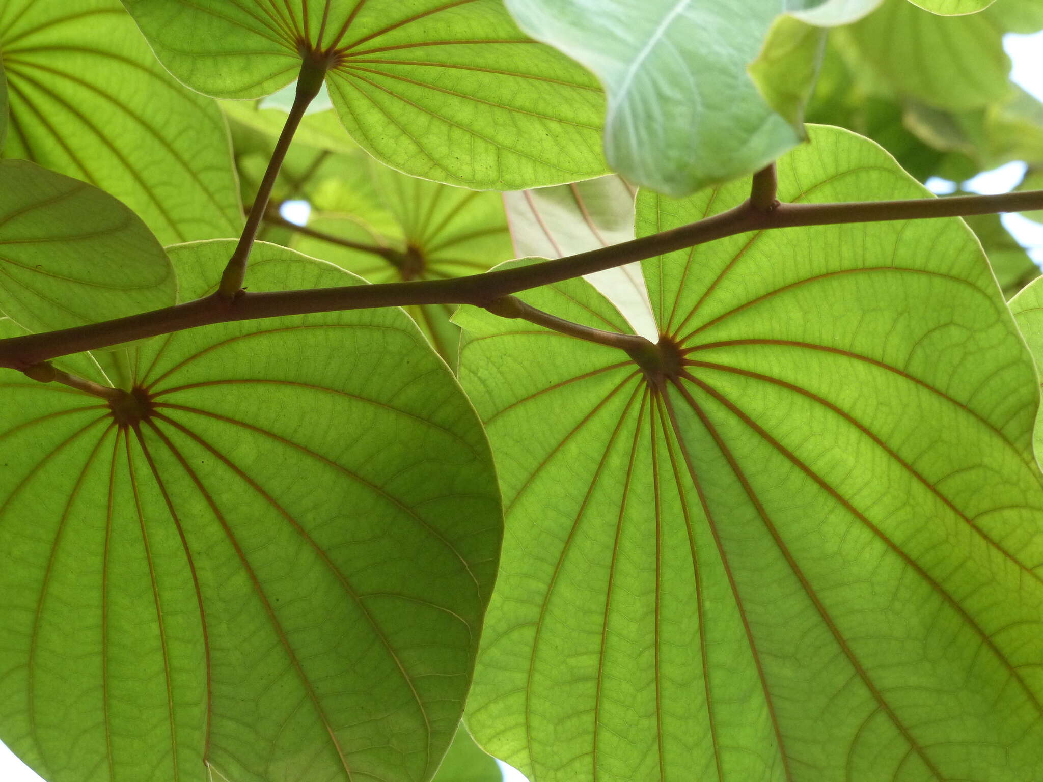 Image of Bauhinia foveolata Dalzell