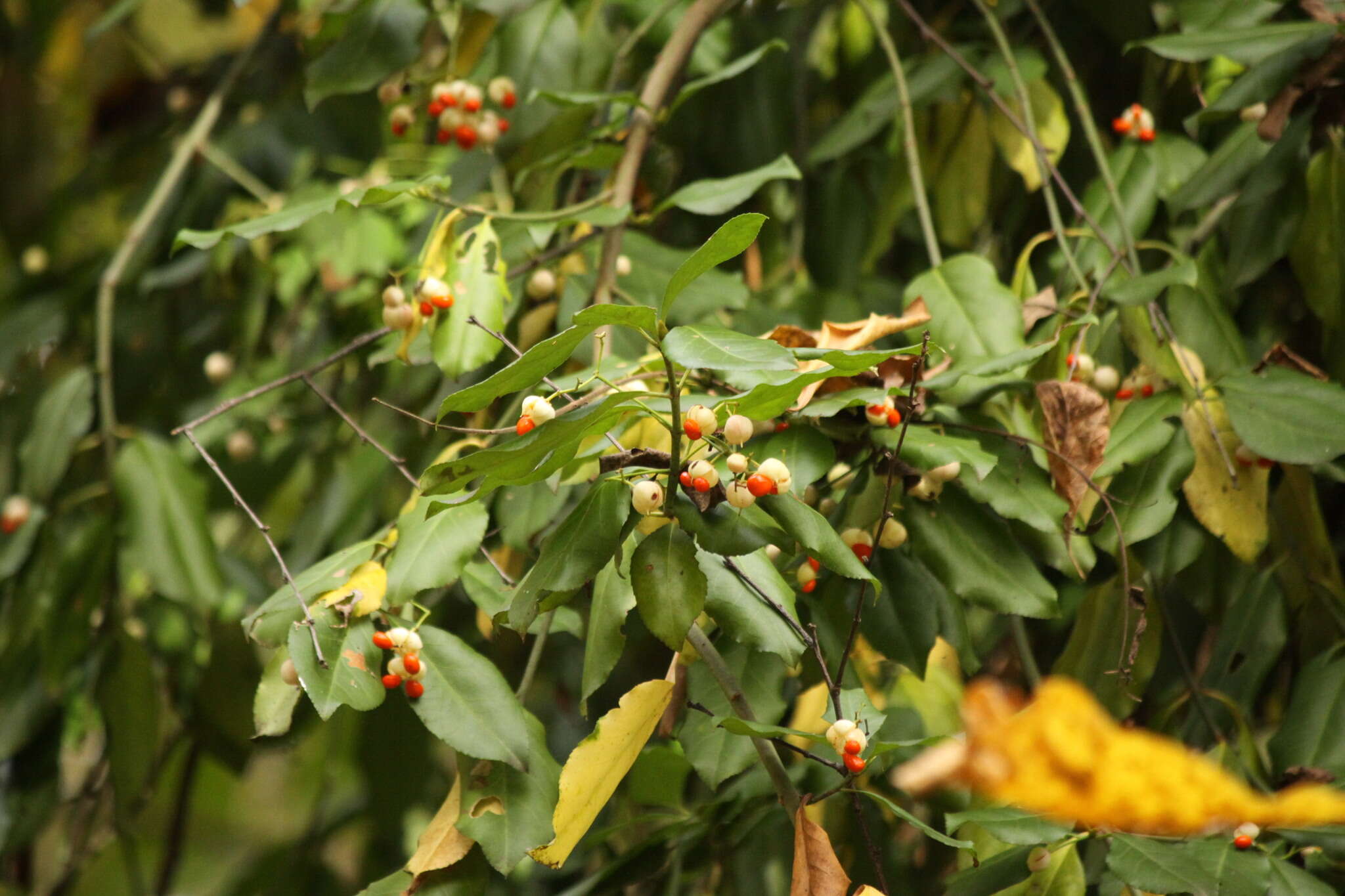 Image of Fortune's Spindle