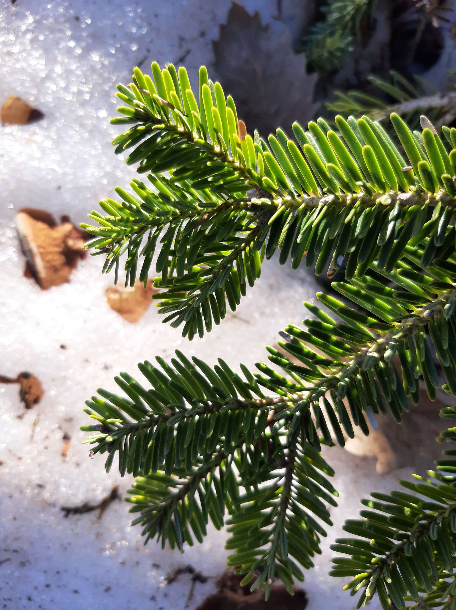 Image of Algerian Fir