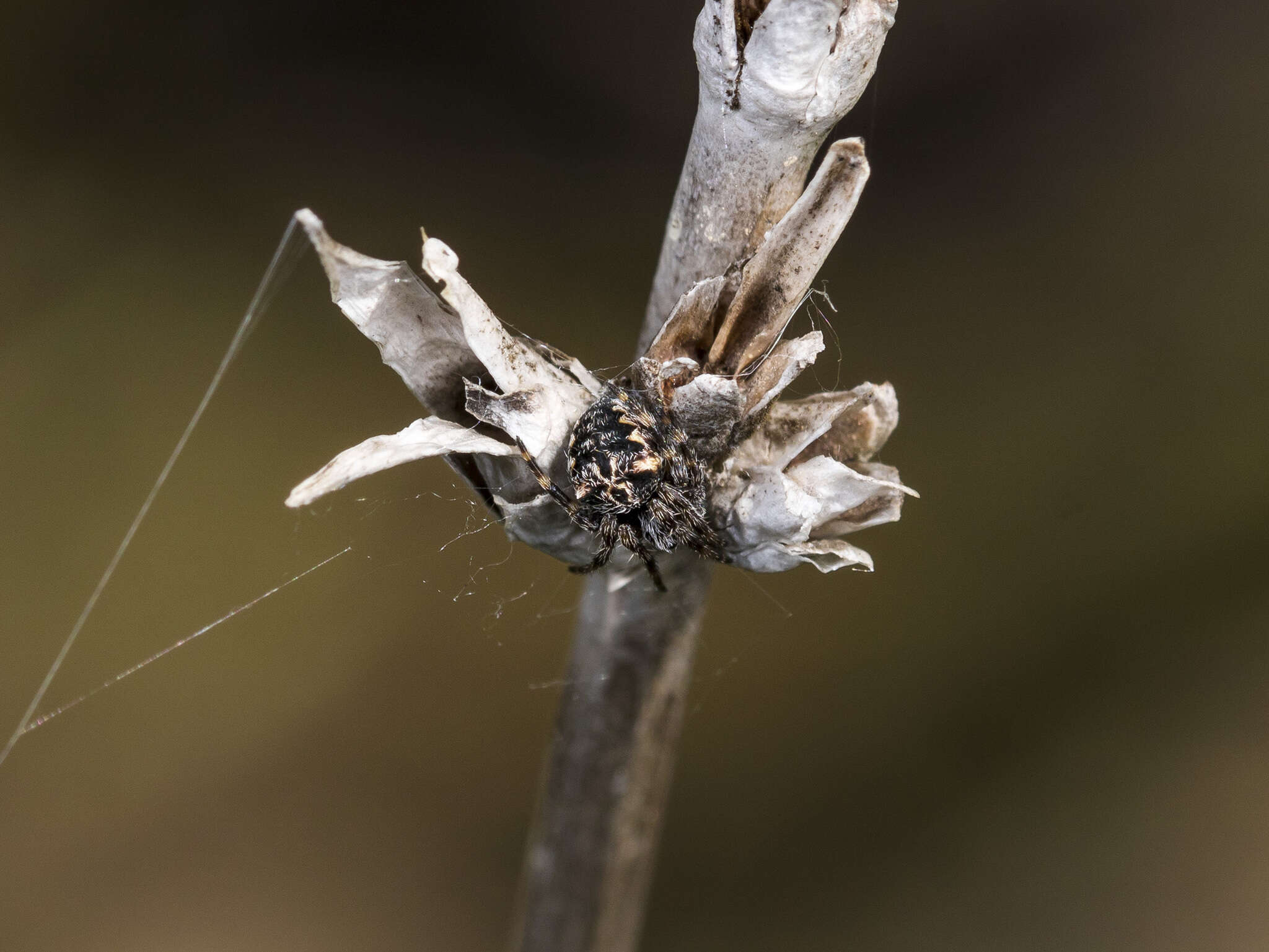 Image of Araneus grossus (C. L. Koch 1844)