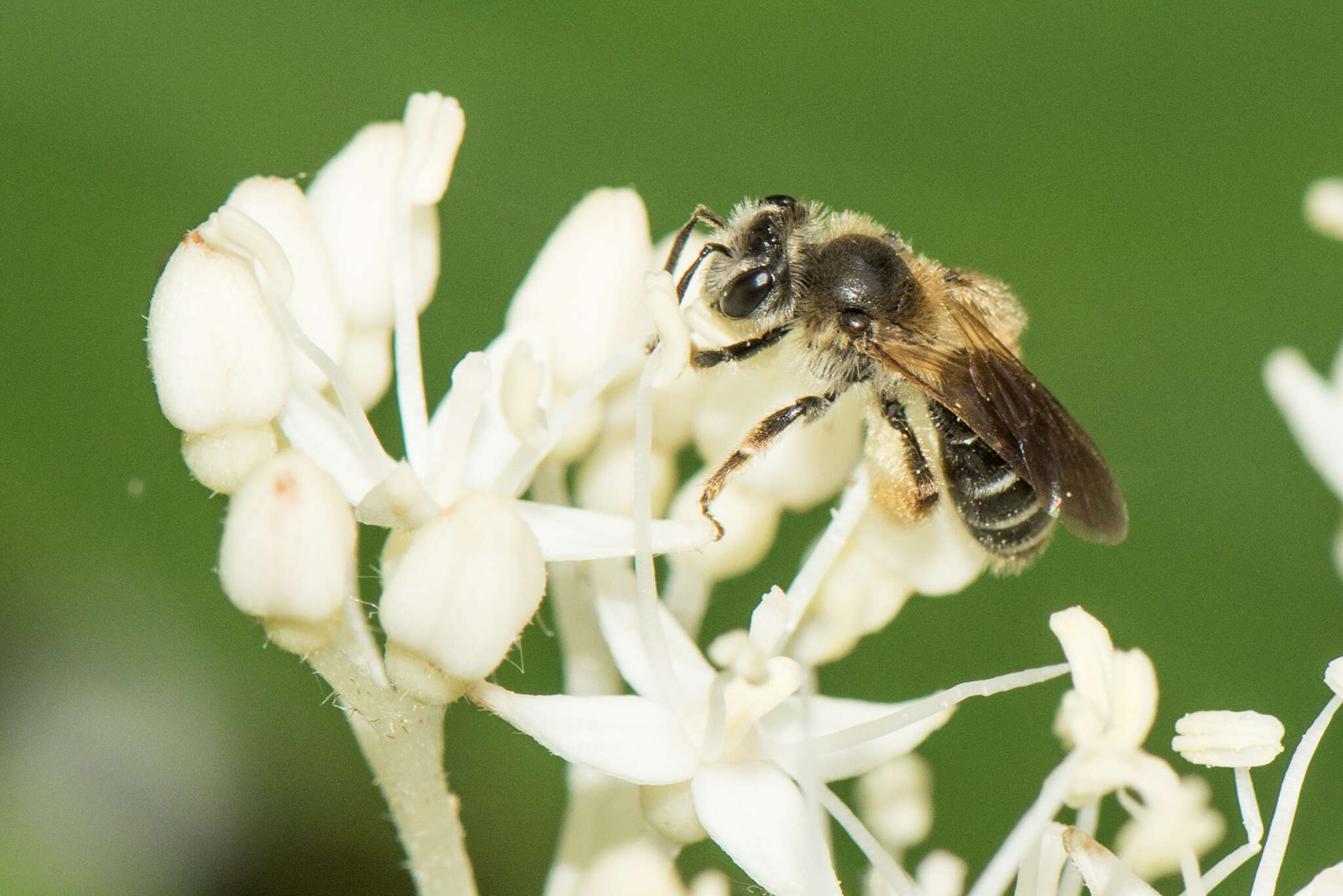 Image of Miserable Andrena