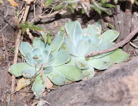 Image of Echeveria elegans Rose