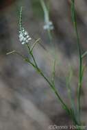 Image of hairy jointweed