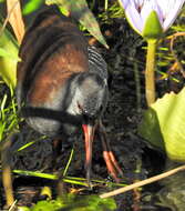 Image of African Rail