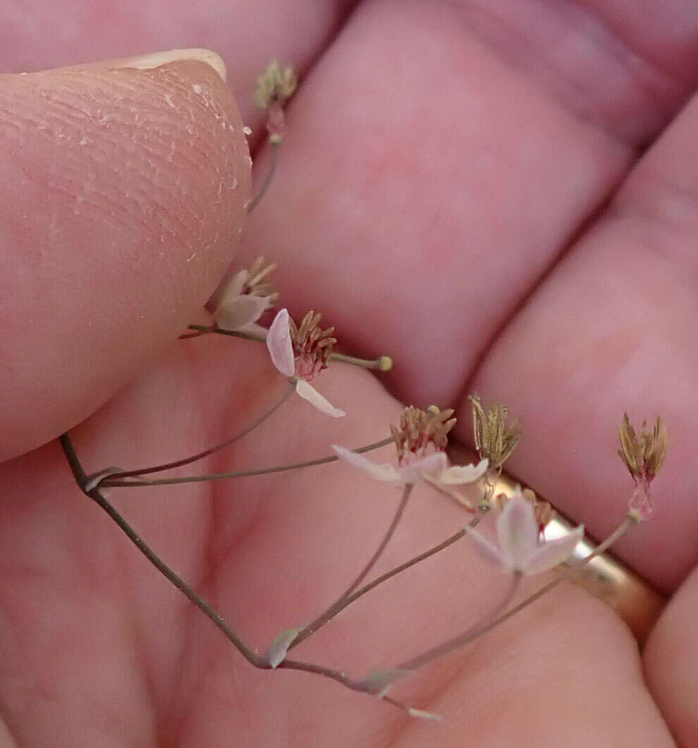 Image of Southern Meadow-Rue