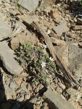 Imagem de Phlox hoodii subsp. muscoides (Nutt.) Wherry