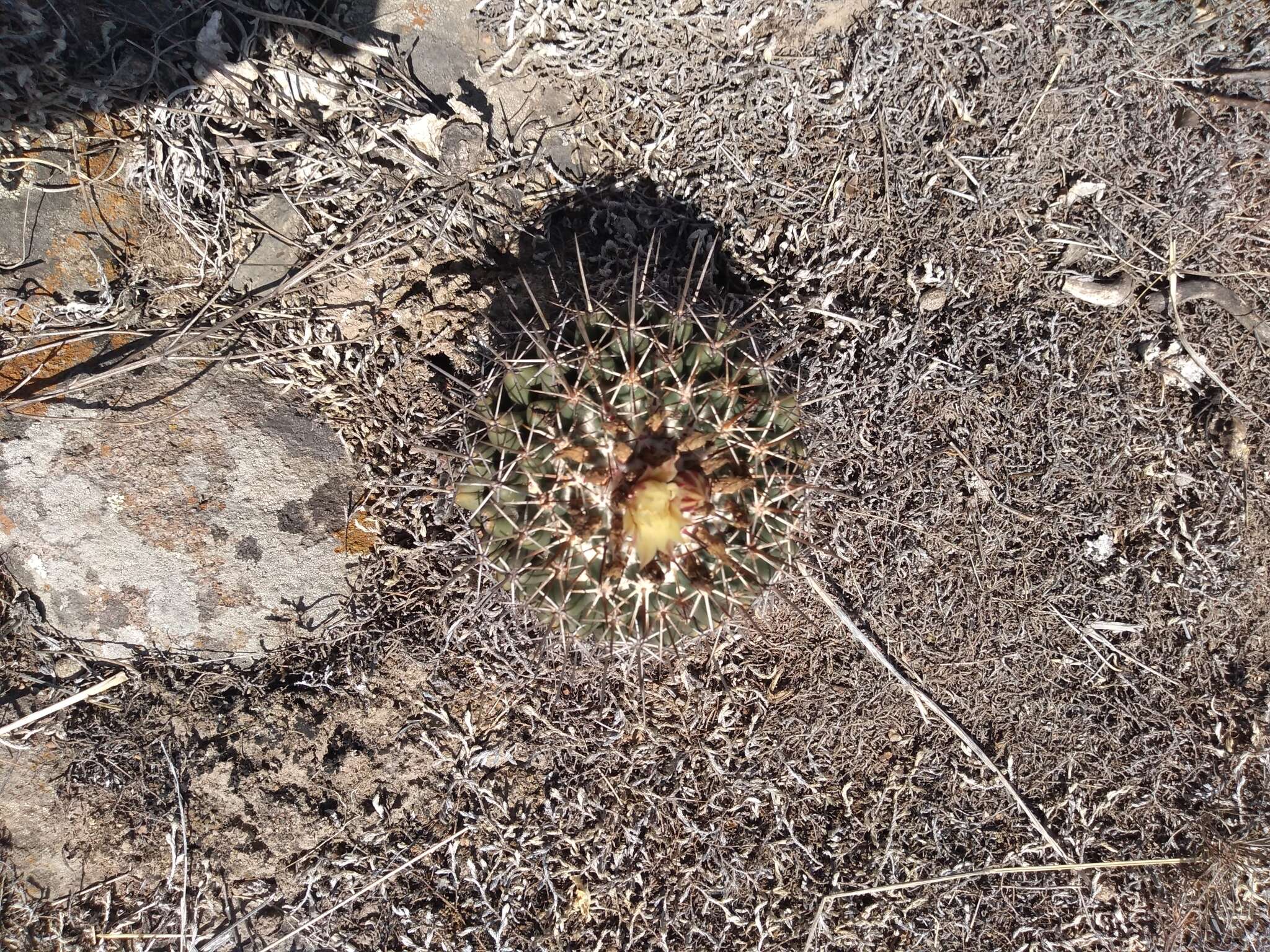 Image of Coryphantha clavata (Scheidw.) Backeb.