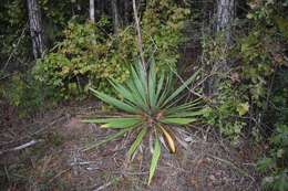 Image of Yucca cernua E. L. Keith