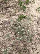 Image of silver pygmycudweed