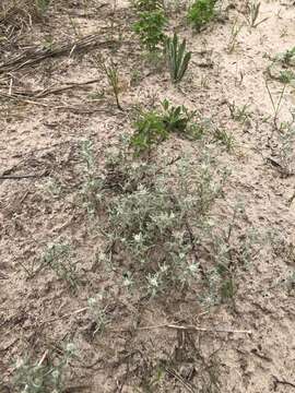 Image of silver pygmycudweed