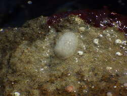 Image of Onchidoris evincta (Millen 2006)