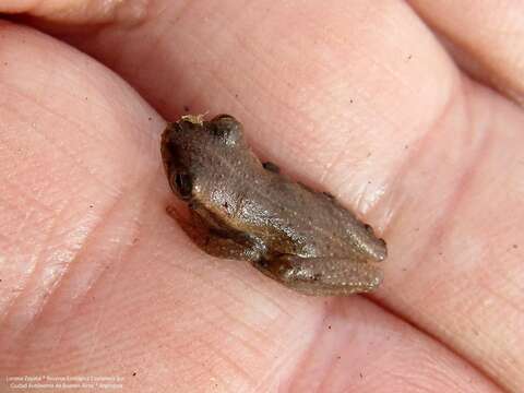 Image of Dendropsophus nanus (Boulenger 1889)