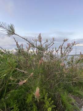 صورة Callistemon linearis (Schrad. & Wendl.) Colv. ex Sweet