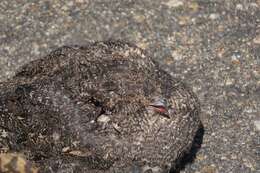 Image of Freckled Nightjar