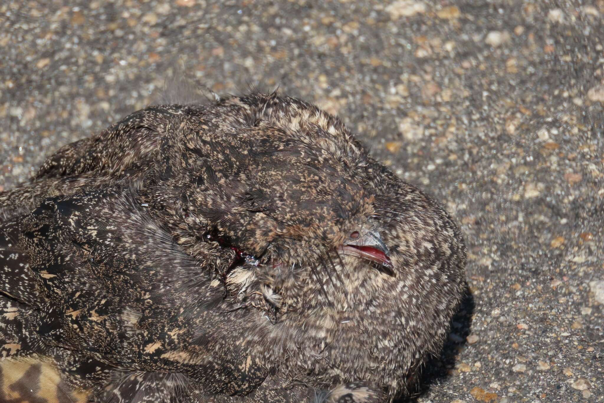 Image of Freckled Nightjar