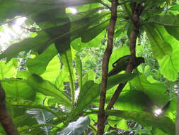 Image of Norfolk Parakeet