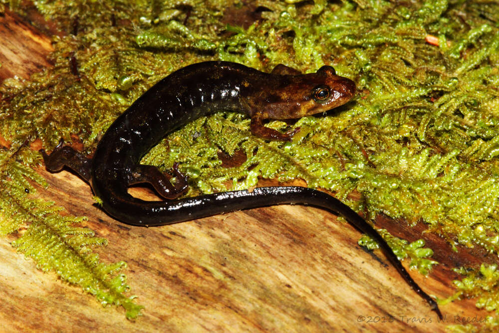 Image of Imitator Salamander