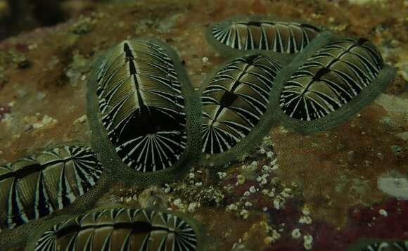 صورة Chiton albolineatus Broderip & G. B. Sowerby I 1829