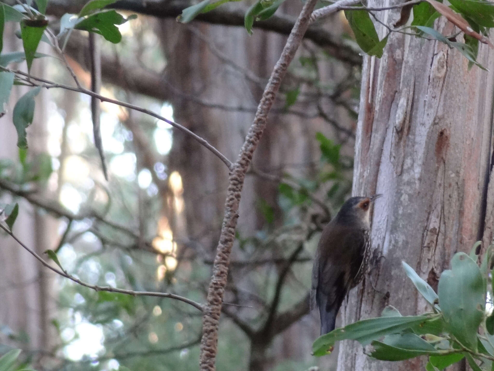 Image of Red-browed Treecreeper