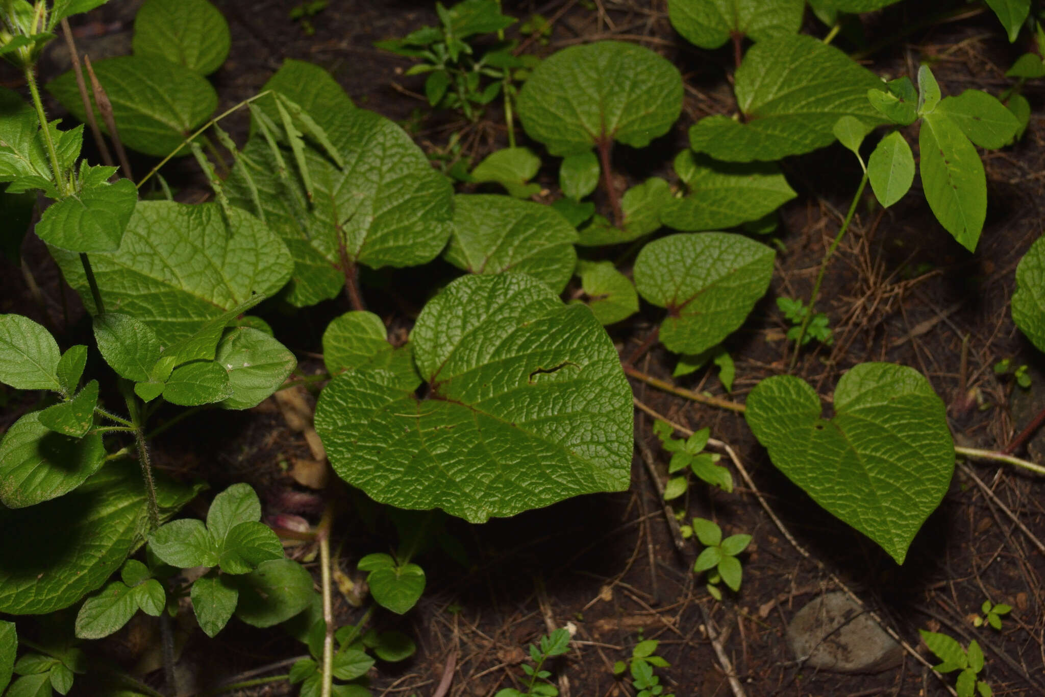 Image of Aristolochia foetida Kunth