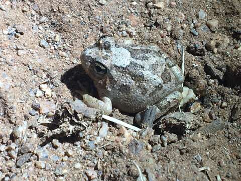 Image of Spencer's Burrowing Frog