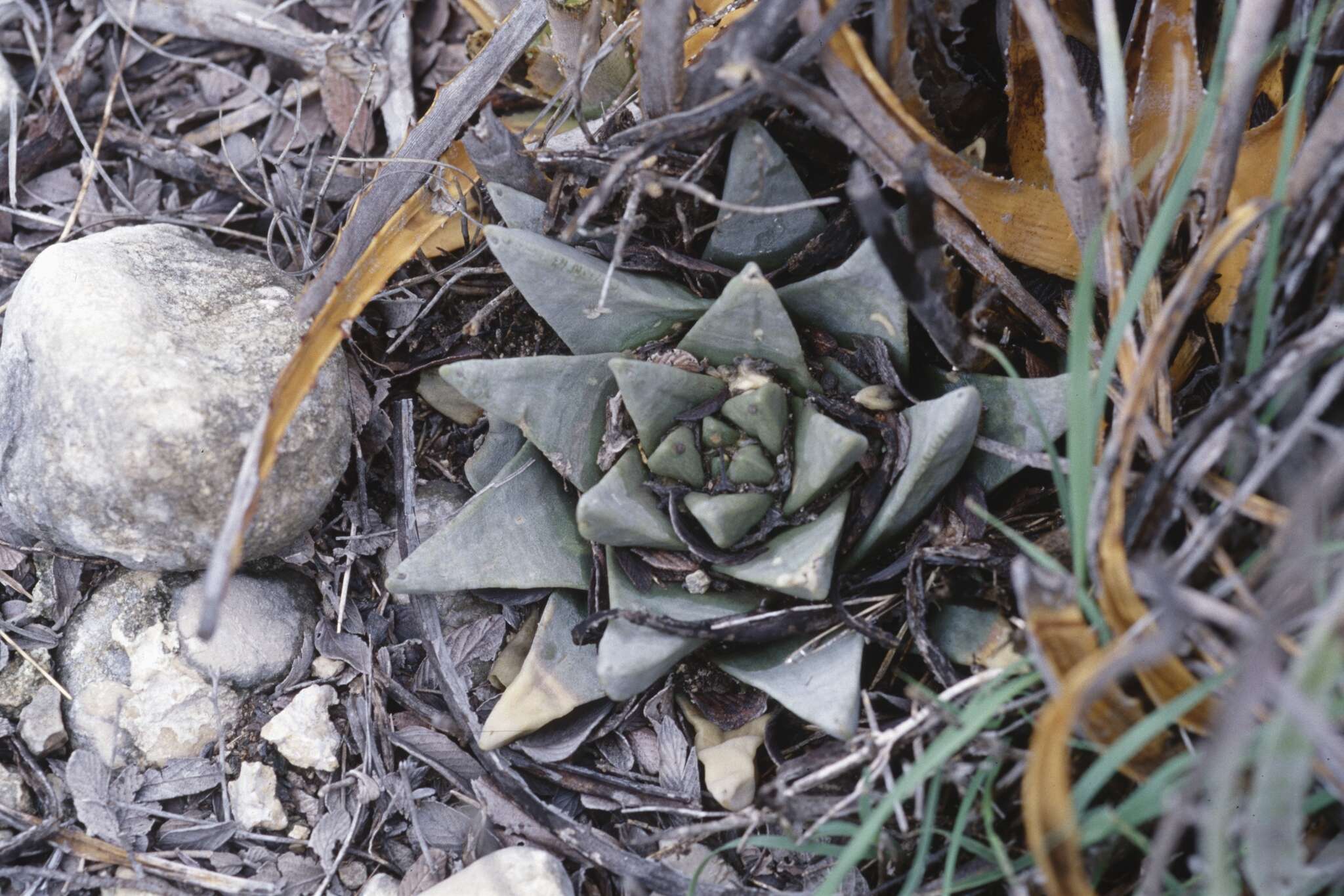 Image of <i>Ariocarpus retusus</i> subsp. <i>scapharostroides</i>