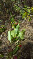 Image of Wimmeria persicifolia Radlk.