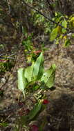 Sivun Wimmeria persicifolia Radlk. kuva