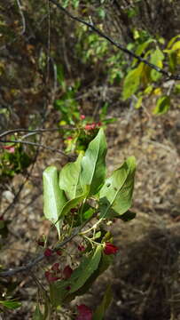 Image de Wimmeria persicifolia Radlk.