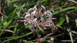 Image of Pelargonium auritum subsp. carneum (Harv.) J. J. A. V. D. Walt