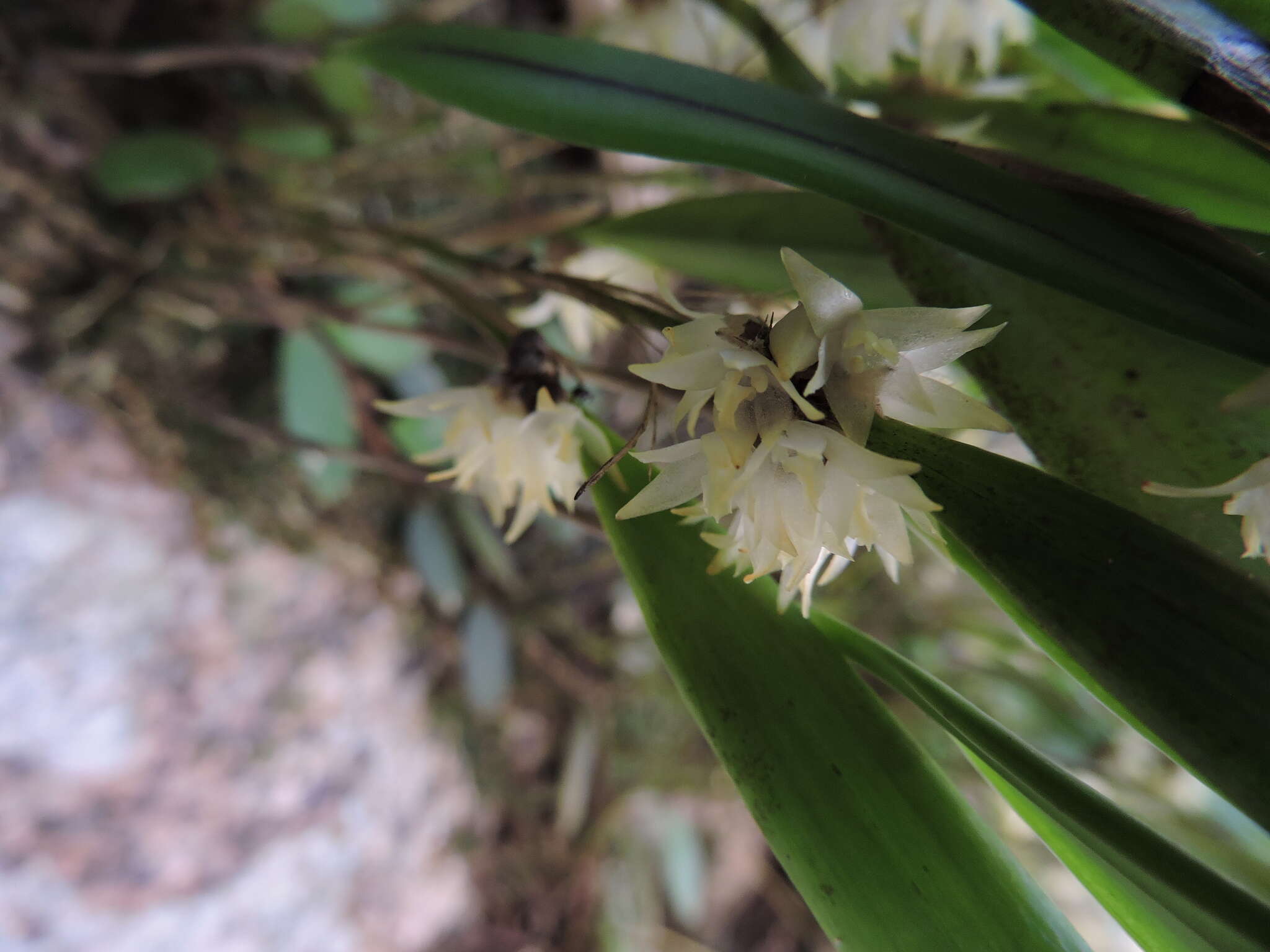 Image of Octomeria crassifolia Lindl.