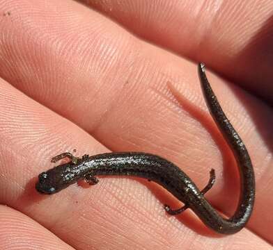 Image of San Simeon Slender Salamander