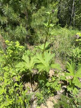 Aconitum septentrionale subsp. rubicundum (Fisch.) V. N. Voroschilov resmi