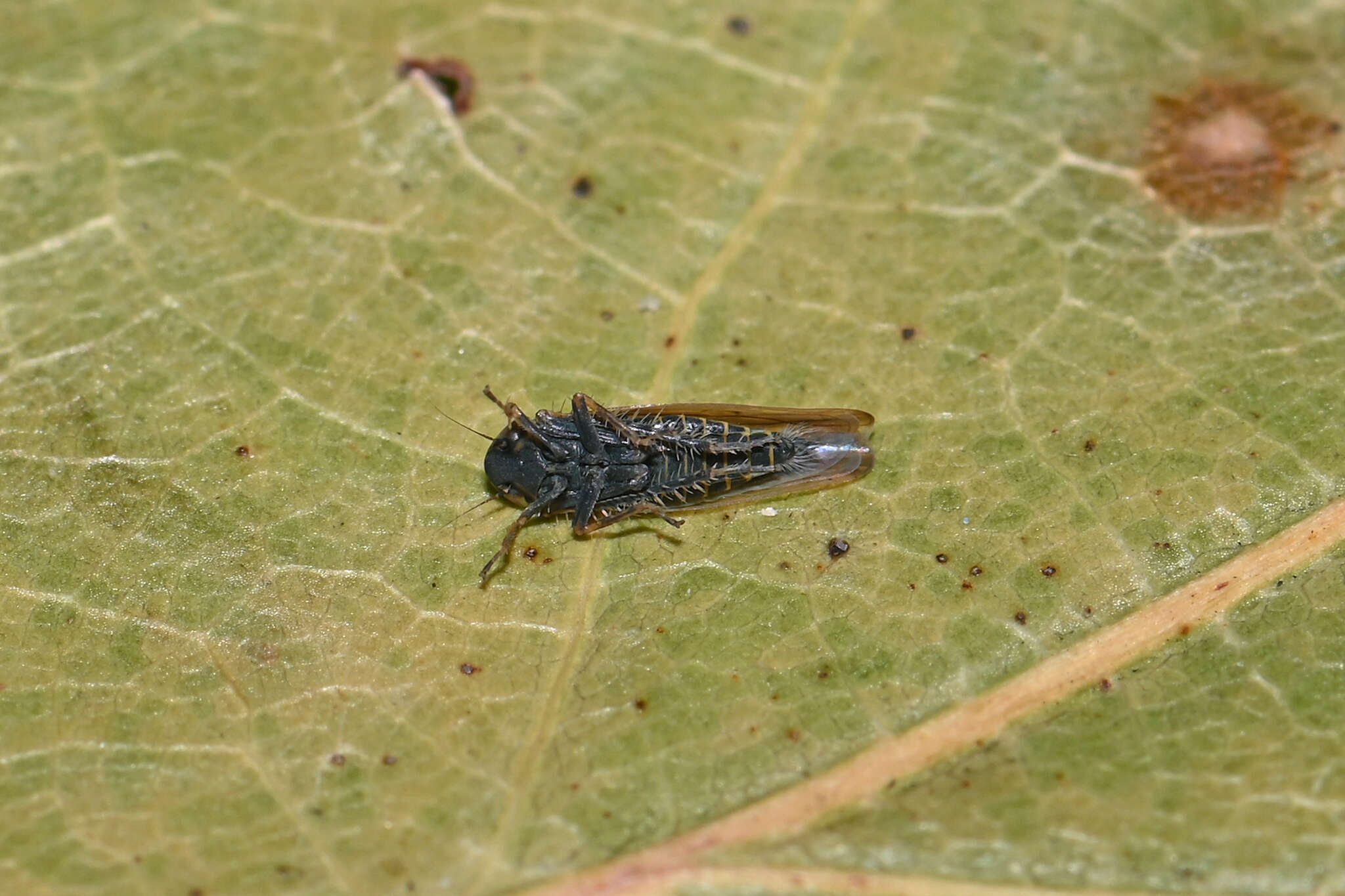 Image of Cicadula placida