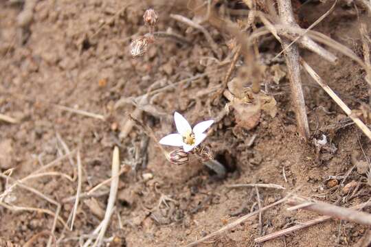 Plancia ëd Jepsonia parryi (Torr.) Small