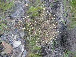 Image of Emory's rockdaisy