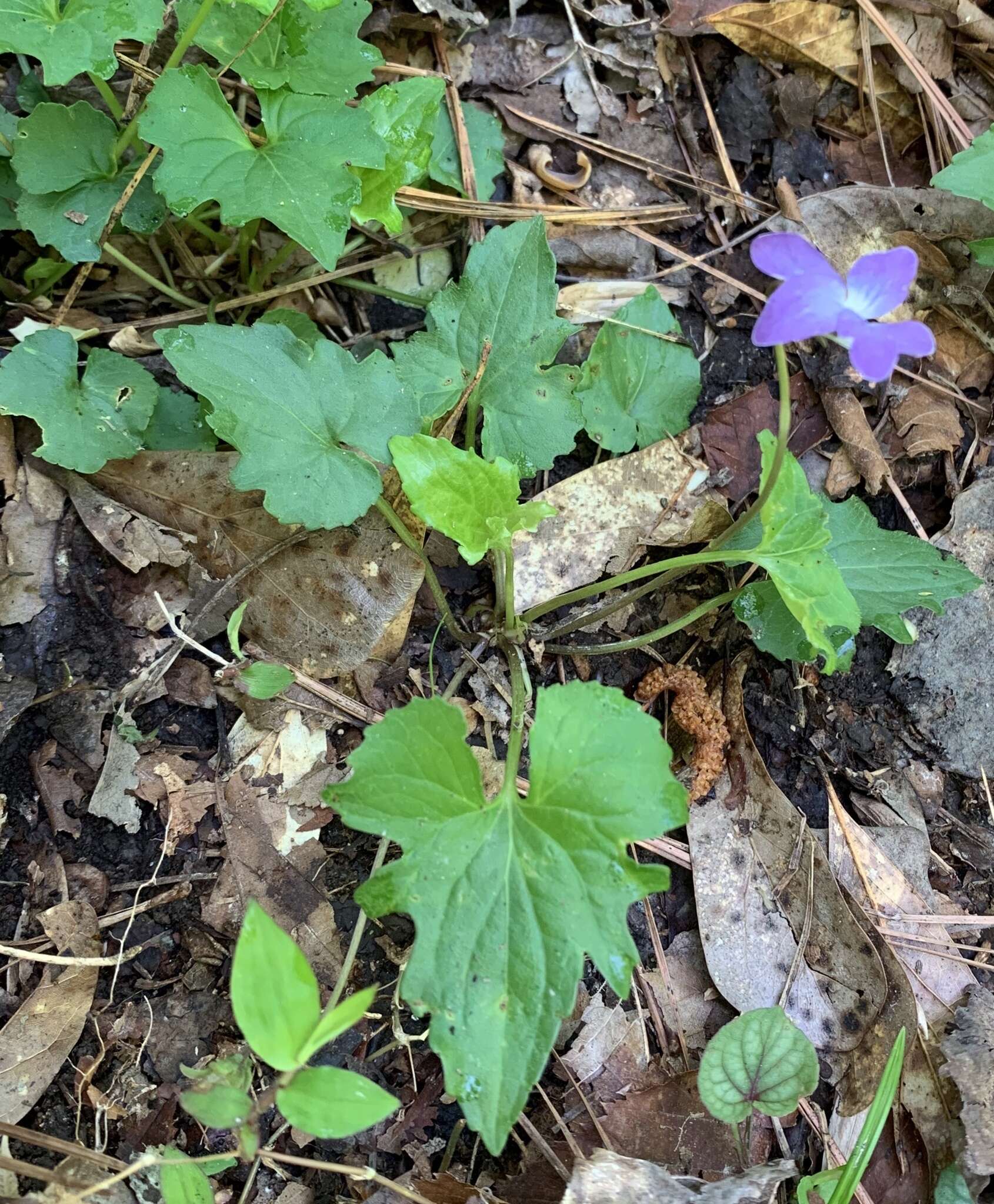 Viola edulis Spach resmi