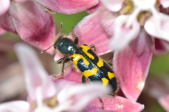Image of Ornate Checkered Beetle