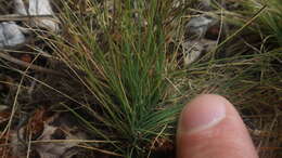 Слика од Agrostis curtisii Kerguélen