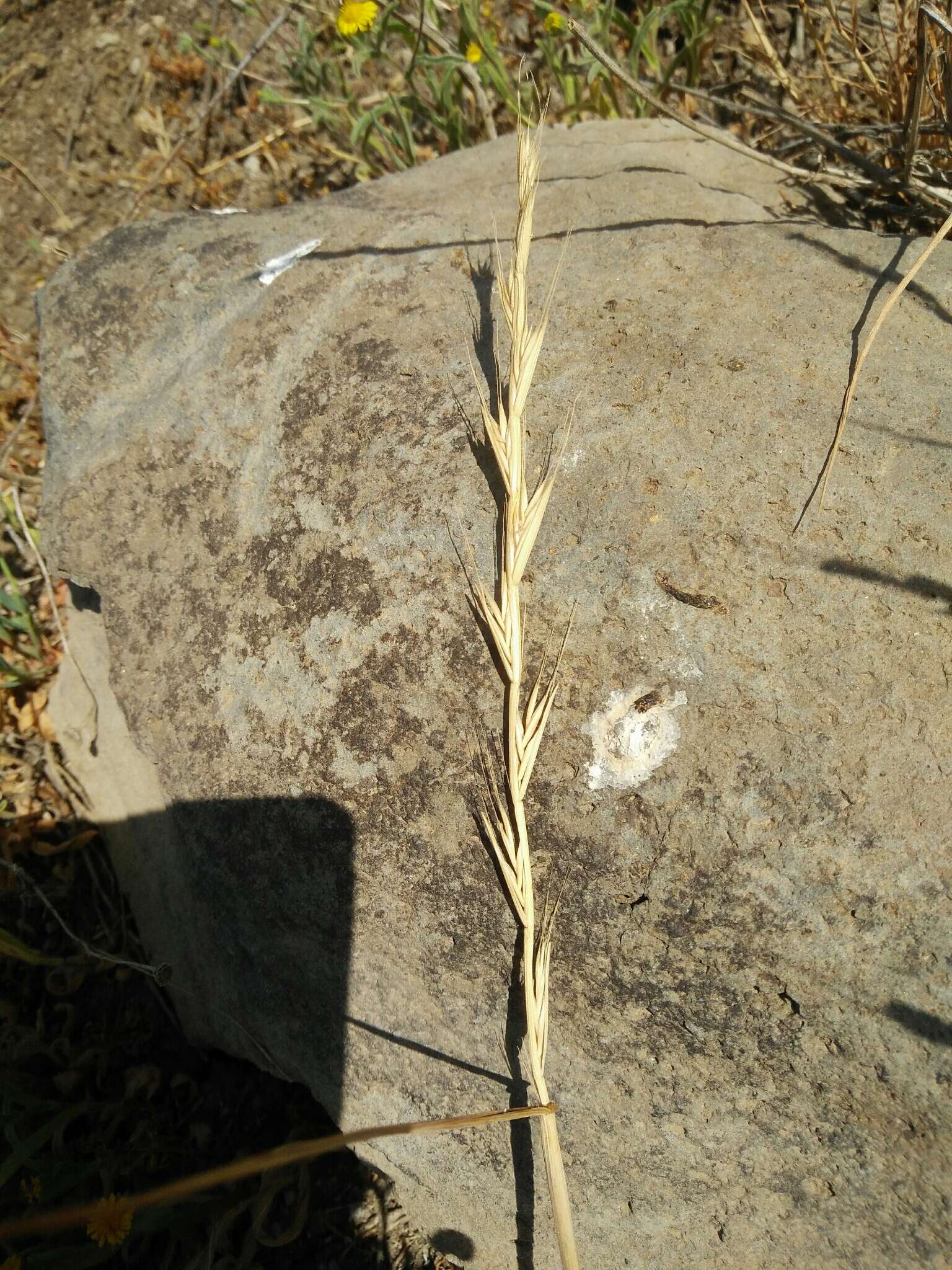 Image of Persian ryegrass